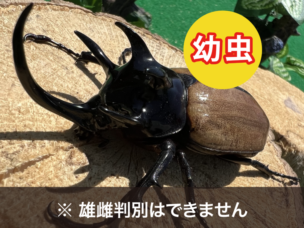 ゴホンヅノカブト幼虫 | ムシ・ムシ・プランテーション大分