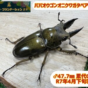 ババオウゴンオニクワガタペアNo.1