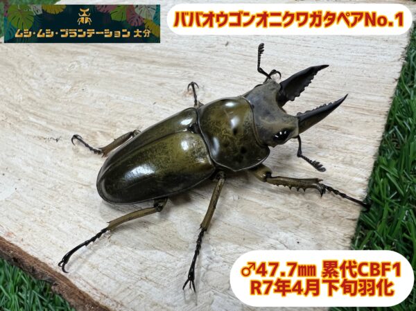 ババオウゴンオニクワガタペアNo.1