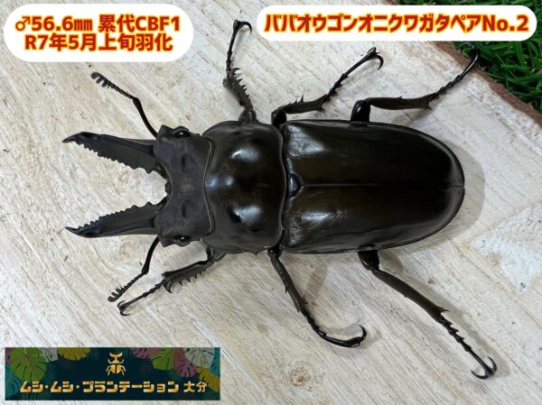ババオウゴンオニクワガタペアNo.2 - 画像 (2)