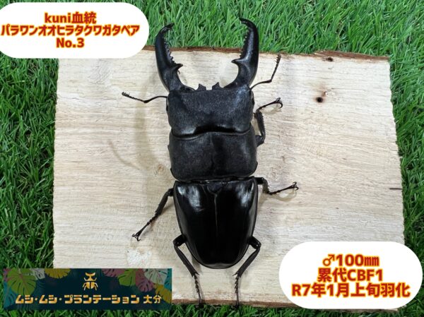 kuni血統パラワンオオヒラタクワガタ♂100mm♀48mm No.3 - 画像 (3)