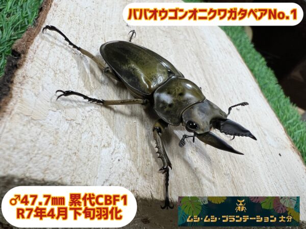 ババオウゴンオニクワガタペアNo.1 - 画像 (3)