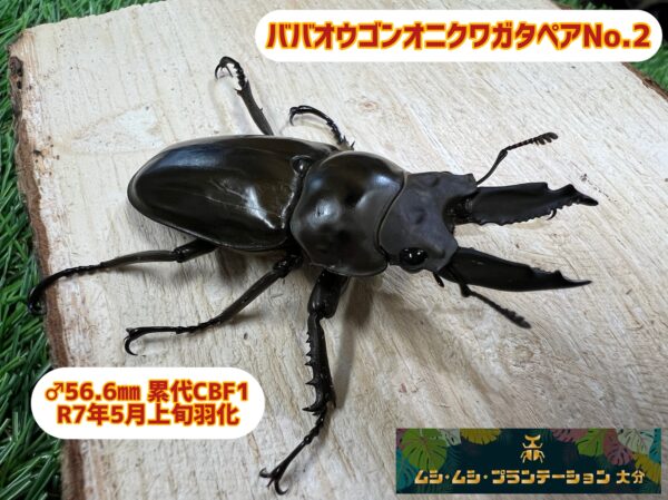 ババオウゴンオニクワガタペアNo.2 - 画像 (3)