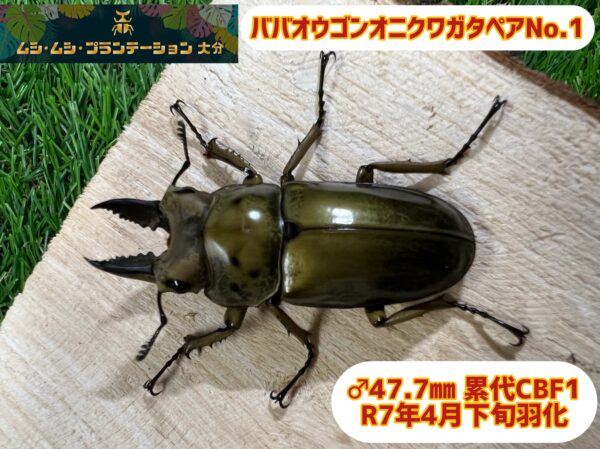 ババオウゴンオニクワガタペアNo.1 - 画像 (4)