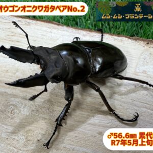 ババオウゴンオニクワガタペアNo.2