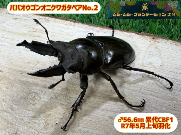 ババオウゴンオニクワガタペアNo.2