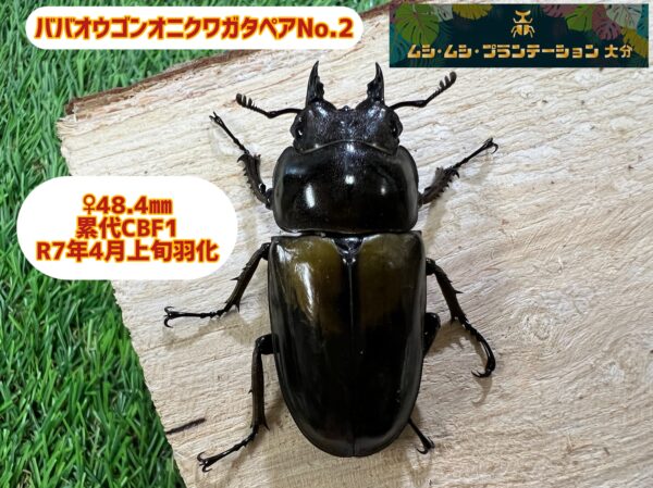 ババオウゴンオニクワガタペアNo.2 - 画像 (4)