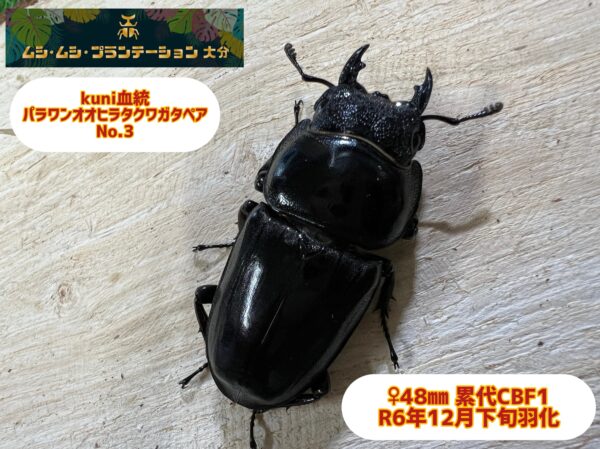 kuni血統パラワンオオヒラタクワガタ♂100mm♀48mm No.3 - 画像 (5)