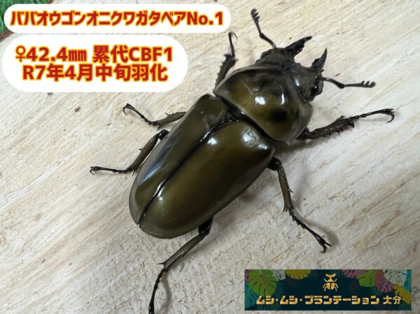 ババオウゴンオニクワガタペアNo.1 - 画像 (6)