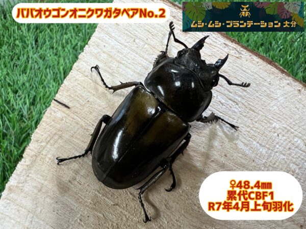 ババオウゴンオニクワガタペアNo.2 - 画像 (5)