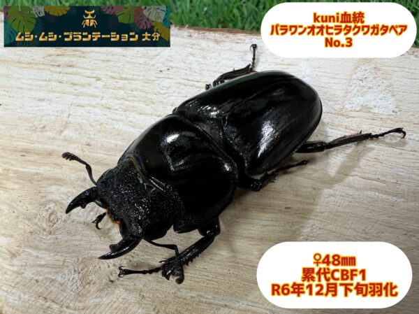 kuni血統パラワンオオヒラタクワガタ♂100mm♀48mm No.3 - 画像 (4)