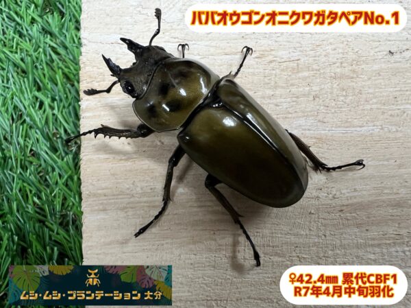 ババオウゴンオニクワガタペアNo.1 - 画像 (5)