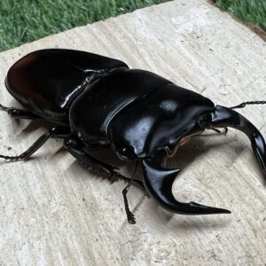 アンタエウスオオクワガタ（怪物君血統）♂66mm♀42mm