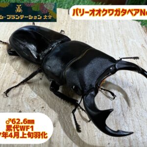 パリーオオクワガタ♂62.6mm♀36mmペアNo.6