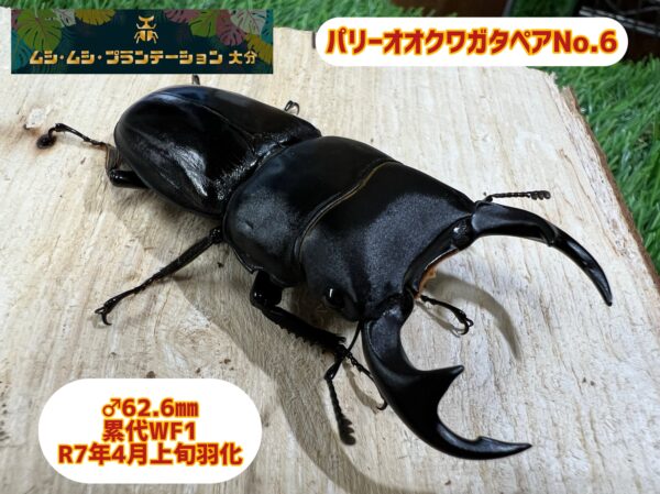 パリーオオクワガタ♂62.6mm♀36mmペアNo.6
