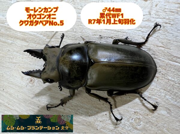 モーレンカンプオウゴンオニクワガタ♂44mm♀41mmペアNo.5 - 画像 (2)
