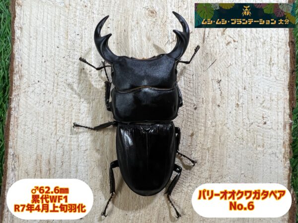 パリーオオクワガタ♂62.6mm♀36mmペアNo.6 - 画像 (3)