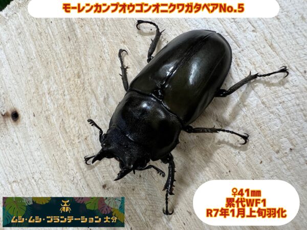 モーレンカンプオウゴンオニクワガタ♂44mm♀41mmペアNo.5 - 画像 (4)