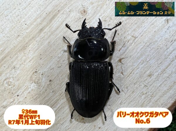 パリーオオクワガタ♂62.6mm♀36mmペアNo.6 - 画像 (5)