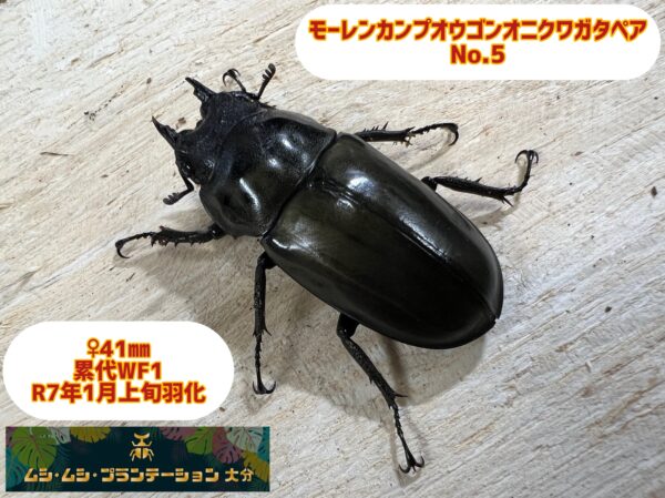 モーレンカンプオウゴンオニクワガタ♂44mm♀41mmペアNo.5 - 画像 (3)