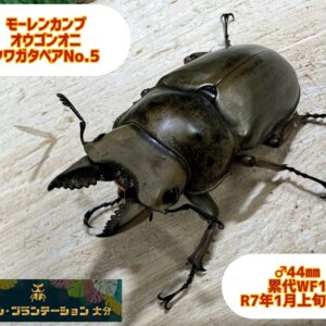 モーレンカンプオウゴンオニクワガタ♂44mm♀41mmペアNo.5