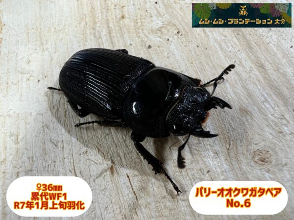 パリーオオクワガタ♂62.6mm♀36mmペアNo.6 - 画像 (4)