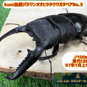 kuni血統パラワンオオヒラタクワガタ♂100mm♀48mm No.3