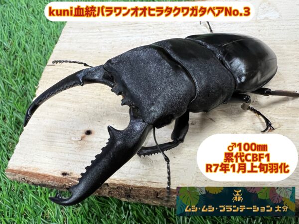 kuni血統パラワンオオヒラタクワガタ♂100mm♀48mm No.3