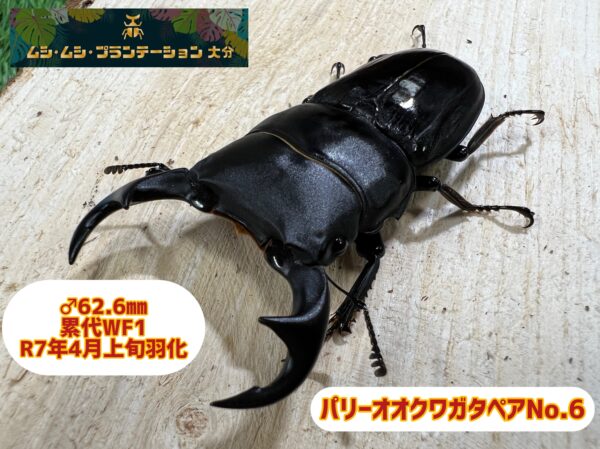 パリーオオクワガタ♂62.6mm♀36mmペアNo.6 - 画像 (2)