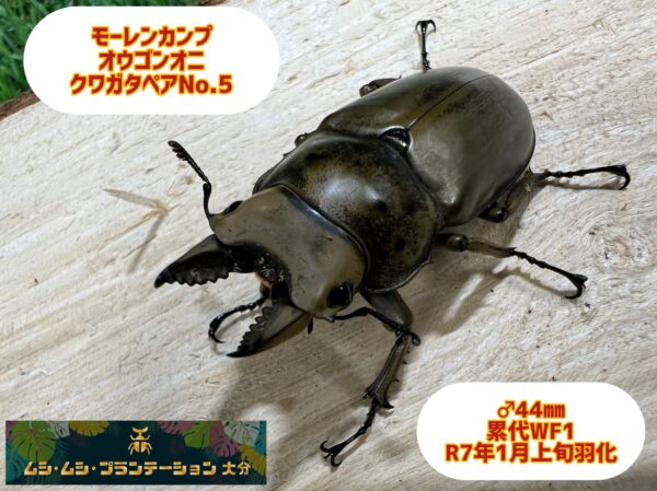 モーレンカンプオウゴンオニクワガタ♂44mm♀41mmペアNo.5