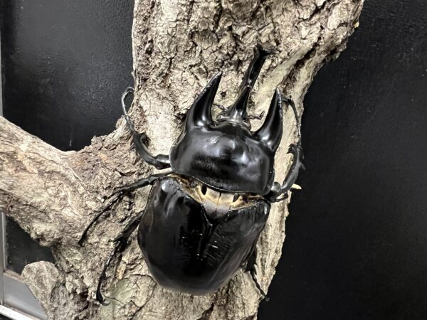 レックスゾウカブト