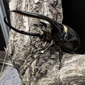 ネプチューンオオカブト