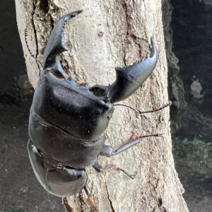 スマトラヒラタクワガタ