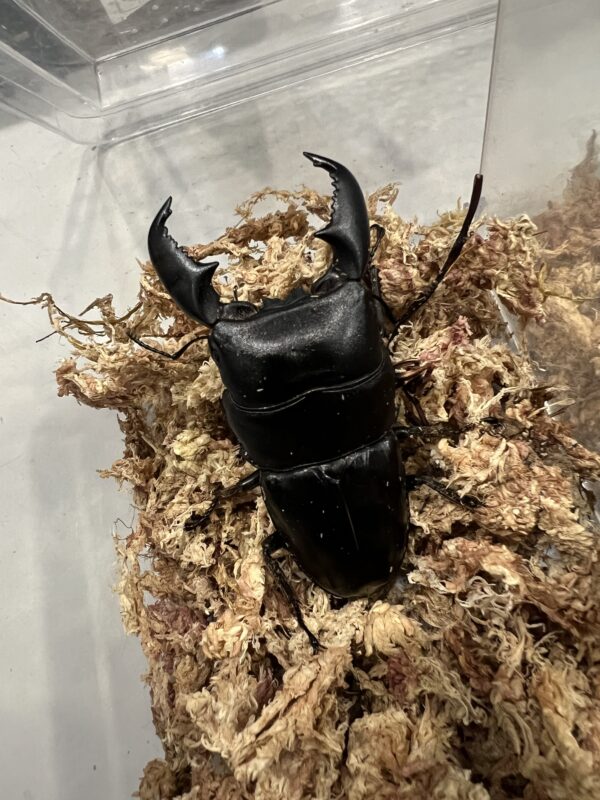 ハーキュリー血統