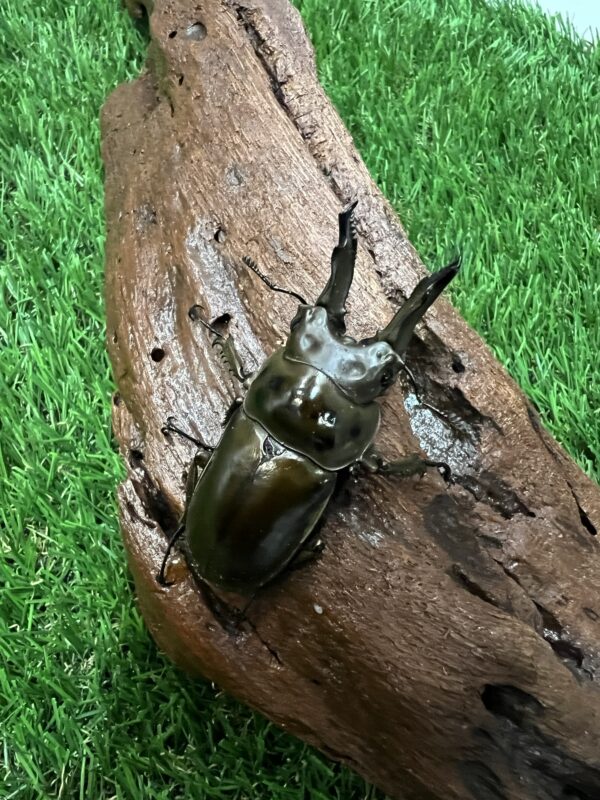 ババオウゴンオニクワガタ