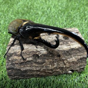 ヘラクレスオオカブト成虫