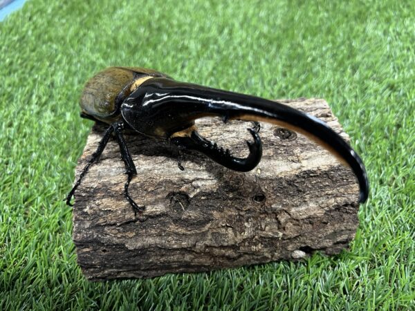 ヘラクレスオオカブト成虫