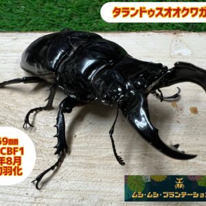 商品