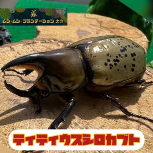 商品
