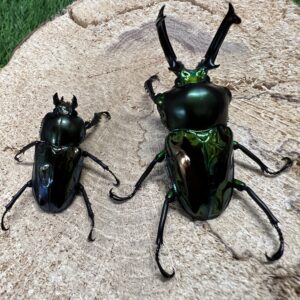 ニジイロクワガタ（グリーン系）♂51㎜×♀34㎜成虫ペア