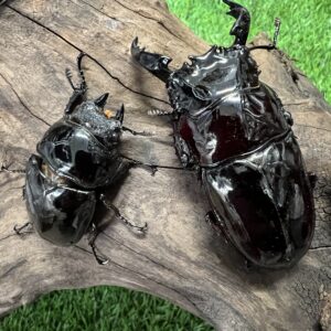 赤レギウスオオツヤクワガタ（魔紅帝血統）♂71㎜×♀46㎜成虫ペア