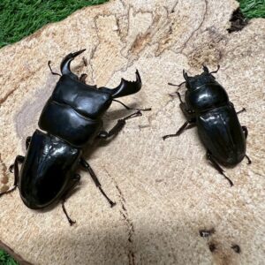 ダイオウヒラタクワガタ♂72.0mm♀45.0mm成虫ペア