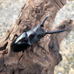 ギラファノコギリクワガタ(亜種)ニルギリエンシス初2令幼虫4頭セット　数量限定3セット販売