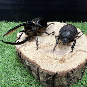 ネプチューンオオカブト♂126mm♀71.8mm成虫ペア