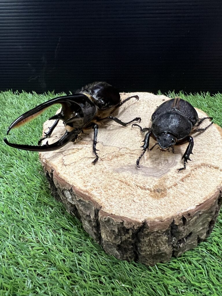 ネプチューンオオカブト♂126mm♀71.8mm成虫ペア | ムシ・ムシ