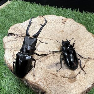 ギラファノコギリクワガタ(原名亜種)♂86.7mm♀47.8mm成虫ペア